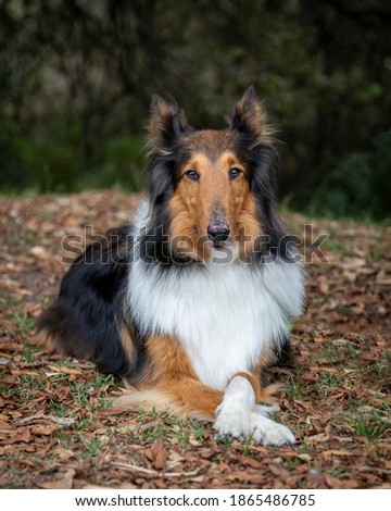 happy sable colored purebred lassie collie dog lying outdoors over leaves in fall nature