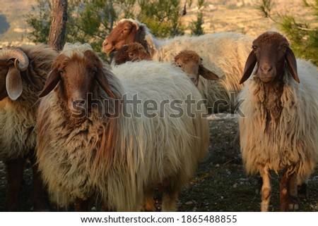 A picture of a group of sheep