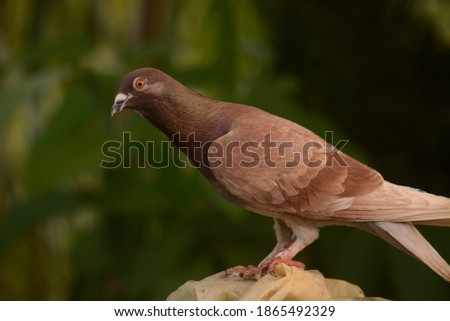 A picture of a beautiful pigeon