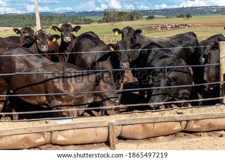 angus cattle on confinement in Brazil