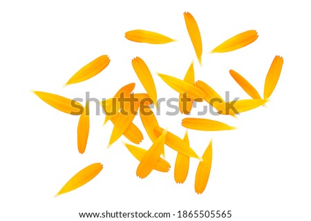 Orange flower marigold, top view. Calendula petals, marigold isolated on white background. Calendula petals close up, flat lay. Marigold petals on a white background.