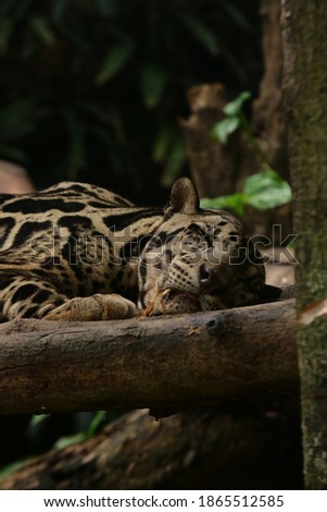 jaguar who is fast asleep during the day