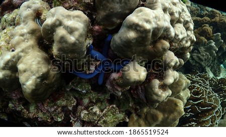 coral reef of Lipe island, Tarutao national park, Satun, Thailand