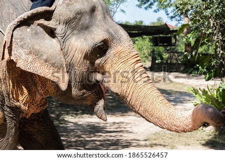 A big elephant in the zoo