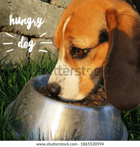 A beautiful picture of a hungry dog 
