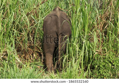 An elephant walks into the grass