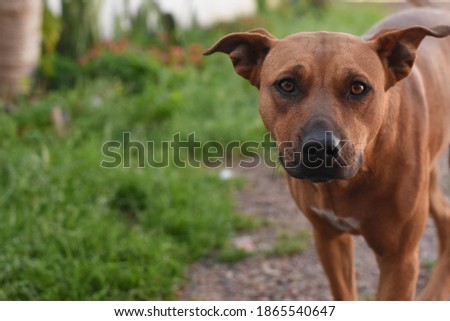 Cute dog looking to camera