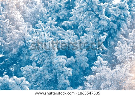 Frozen winter forest with snow covered trees. outdoor. Happy New Year and Merry Christmas