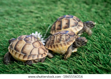 Close-up of three isolated young hermann turtles on a synthetic grass with daisy flower - macro, selective focus, space for text