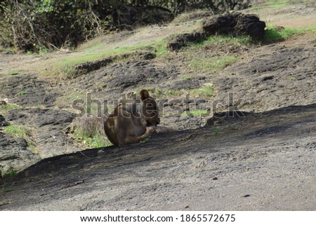 lioness sighted in forest at day time