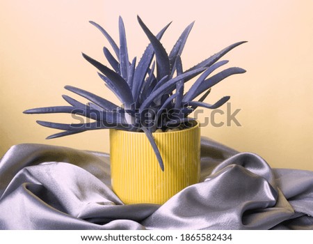 Aloe vera in yellow pot on ultimate gray silk draped fabric, on  yellow background. House healing medicinal plants. Home modern interior with home plants and elegant satin. Tidewater green leaves.