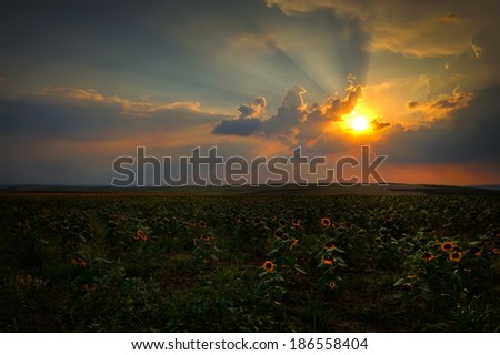landscape with sunflower field in summer at sunset