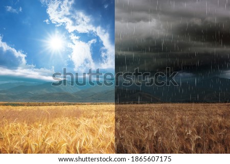 Wheat field during sunny and stormy weather, collage