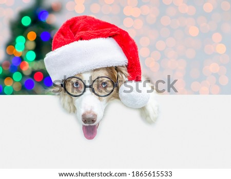Funny Border collie wearing red santa hat and eyeglasses looks above empty white banner. Festive background with christmas tree. Empty space for text
