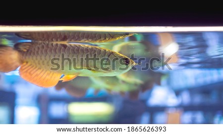 Juvenile Asian Golden Arowanas for sale at a local pet store. A popular freshwater aquarium fish.