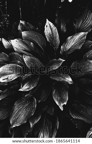 abstract floral background of plants
