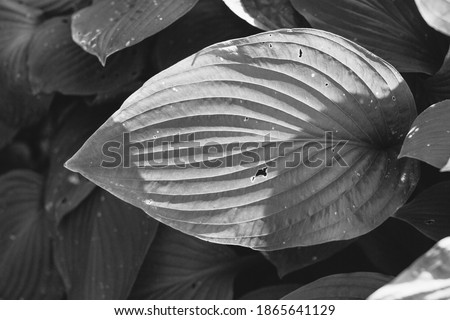 abstract floral background of plants
