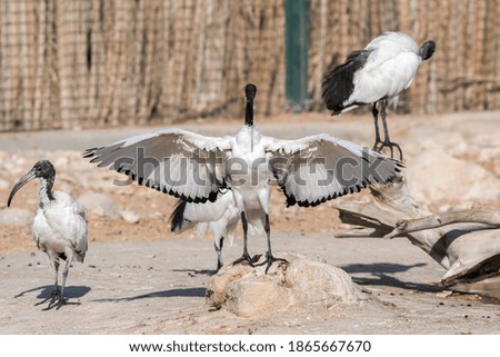 black headed ibis open wings to spread water from the body