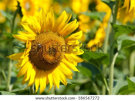 A bee collects pollen on sunflower on a sunny day