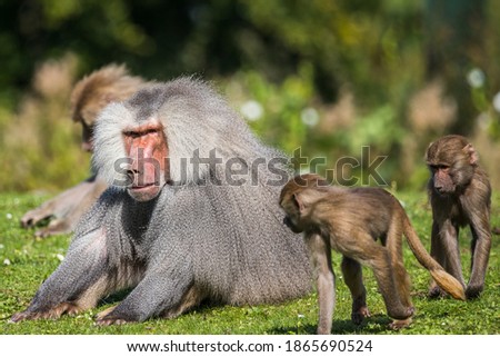 Hamadryas baboon infants playing around a long haired adult in Yorkshire, England.