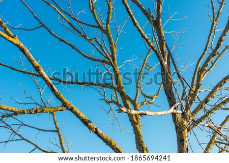 Looking up at autumn tree branches against a blue sky.