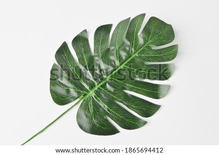 Top view of green monstera plant leaf isolated on a white background.