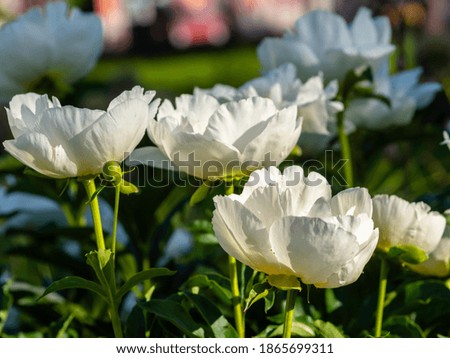 White peony blooming, closeup with selective focus and shallow depth of field