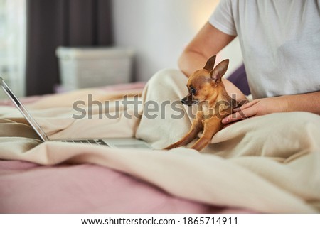 Miniature dog watching the picture on a laptop with a person getting hold of it
