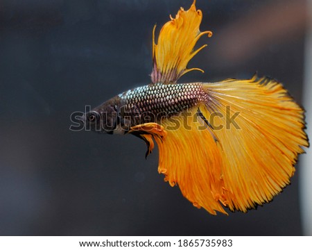Yellow Betta fish moving moment beautiful isolated on  background clipping path