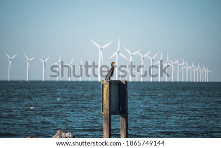 Seabird (european shag) with offshore wind turbine farm on the background. Urk, Flevoland, The Netherlands. Royalty-Free Stock Photo #1865749144