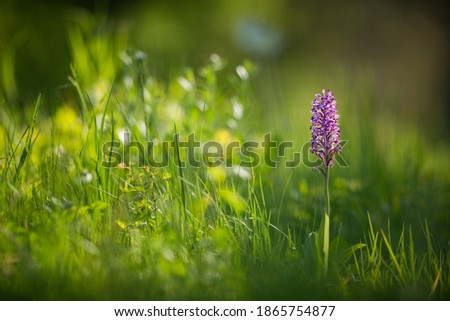 Orchis militaris. Orchid. Nature of the Czech Republic. Wild nature. Plant in the forest. Beautiful picture. Nature photography. Moravia. The White Carpathians.