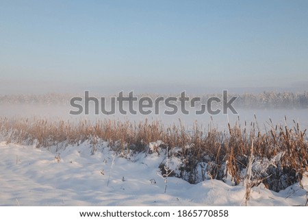 Winter landscapes. Line of trees covered with snow. Snow, bushes and fog.