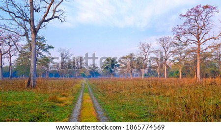 Grasslands and Forest at Royal Bardia National Park  Bardiya National Park  Nepal  Asia Royalty-Free Stock Photo #1865774569