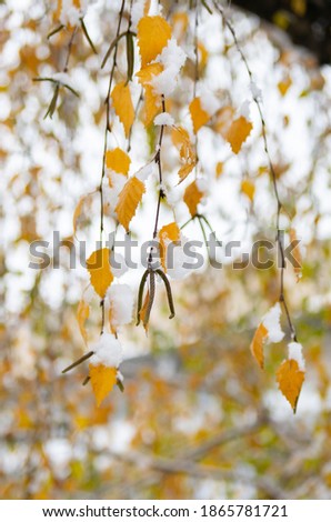 branch with yellow willow leaves covered with fresh snow. snow in november. soft focus