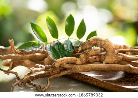 Eurycoma longifolia Jack,dried roots and green leaves on nature background.