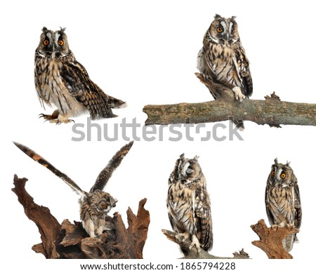 Collage with photos of beautiful eagle owl on white background 