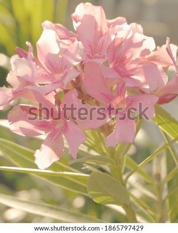 photo of artistic pink nerium oleander flowers in the garden