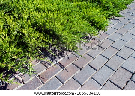 Green shrubbery and paving slabs in the yard. Natural background. Concrete tile pavement and Juniperus sabina. Landscaping and gardening.