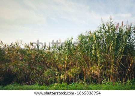 Lush vegetation in countryside, reeds in the wind