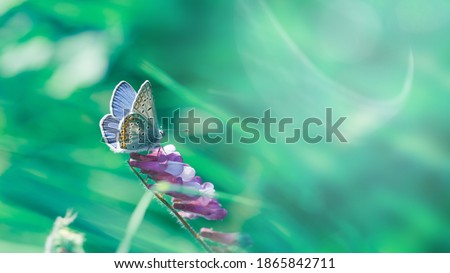 Beautiful image with branch of meadow flowers and butterfly on the wild meadow. Close-up macro shot of one common blue butterfly on a blurred summer grass at morning.