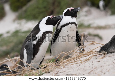 two piguins in love in their nest on the beach in South Africa