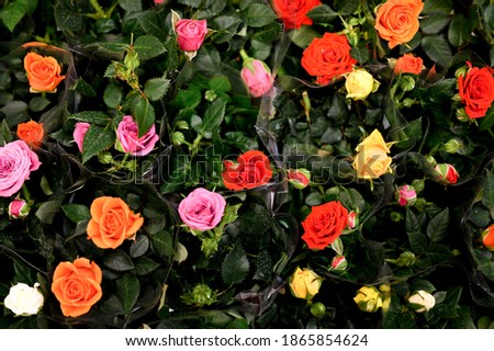 multicolored mini rose flowers in full bloom close up on store of flowers. selective focus