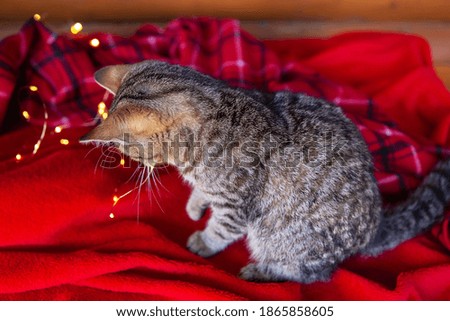 A domestic gray cat sits at home on a red checkered blanket and plays with a garland. Preparing for Christmas, festive mood