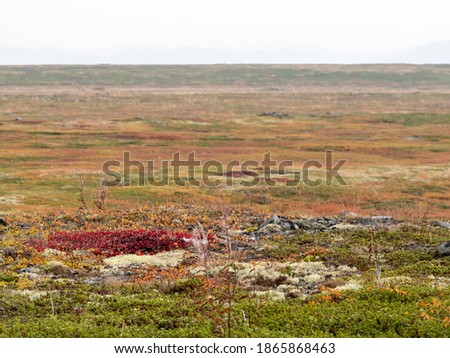 cold and beautiful tundra. Teriberka, Murmansk region, Russia. cloudy weather, fog, cold. mountains in the haze in the background. Landscape. beautiful nature