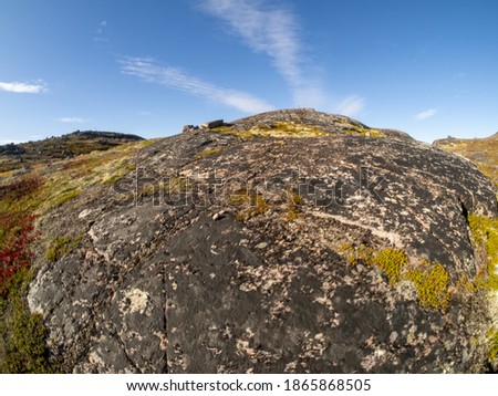 cold and beautiful tundra. Teriberka, Murmansk region, Russia. Lots of berries, low grasses and a riot of colors. Small colorful bushes, moss. Landscape. Sunny weather, blue sky, wide-angle lens