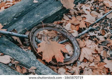picture frame on yellow, fallen leaves, city life