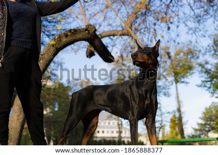 Doberman dog. Selective focus with blurred background. Shallow depth of field.