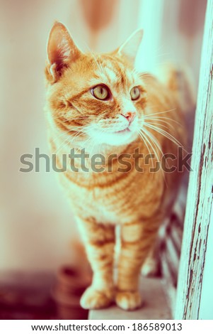 Beautiful orange red fur cat portrait