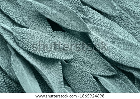 Green sage, sage leaves abstract background, fresh toned leaves. Tidewater green. Selective focus. Macro. Top view, flat lay.  Royalty-Free Stock Photo #1865924698