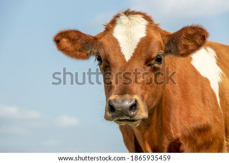 Cute calf head of a red fur with large big eyes and black nose, lovely and innocent on a blue background. Royalty-Free Stock Photo #1865935459